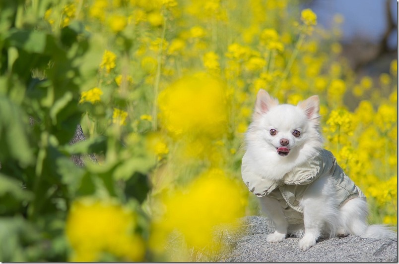加茂ゆらりんこ橋｜菜の花と犬のフォトスポット