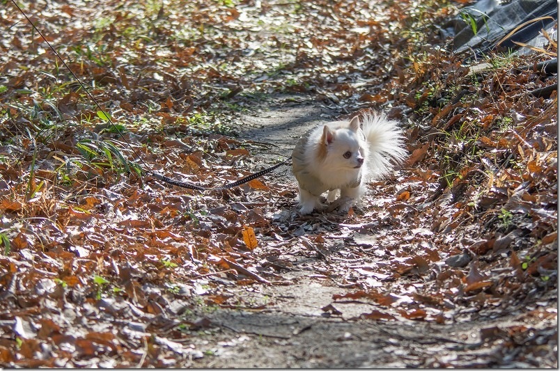 小富士梅林｜山道の中を犬と散策