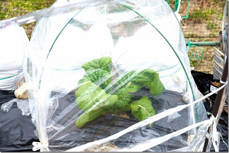 2/5 かつお菜の初収穫 100均簡易ビニールハウスで栽培