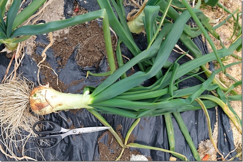 2/5収穫 ホーム玉ねぎ サクラエクスプレス