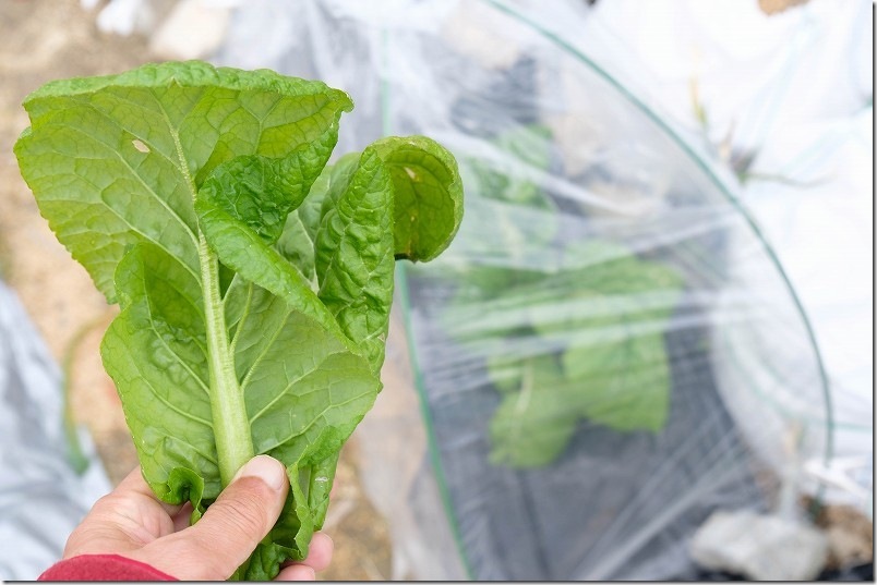 2/5 かつお菜の初収穫 100均簡易ビニールハウスで栽培