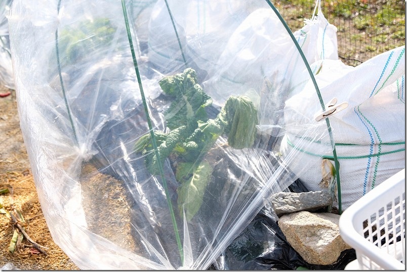 2/11 雪が積もる大寒波到来後のかつお菜。ビニールが浮いてダメージあり