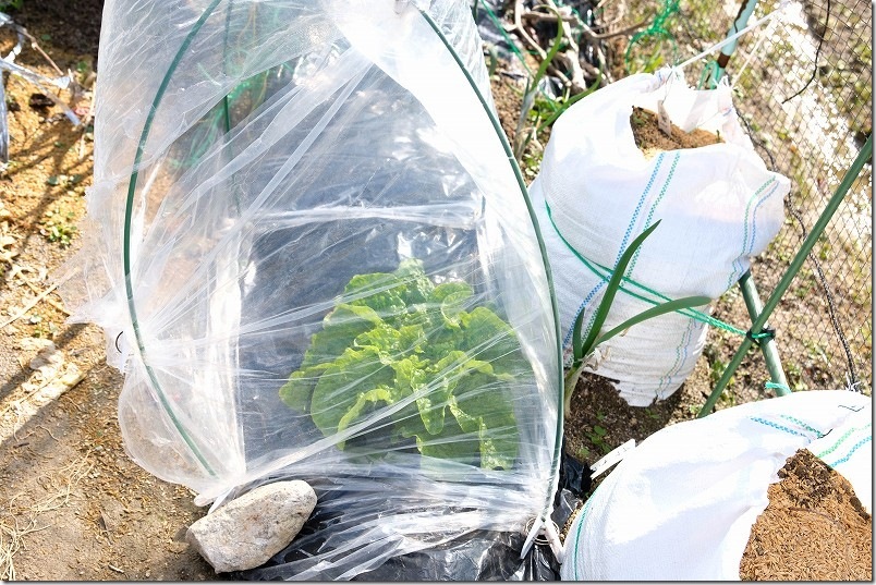 2/11 雪が積もる大寒波到来後、簡易ビニールハウスで元気に育つチマサンチュ