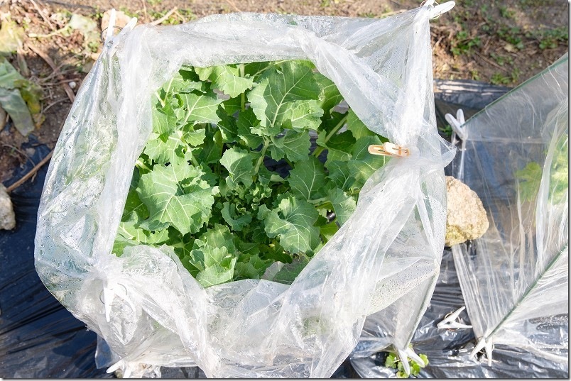 2/11 雪が積もる大寒波到来後の「のらぼう菜」 100均簡易ビニールハウス栽培