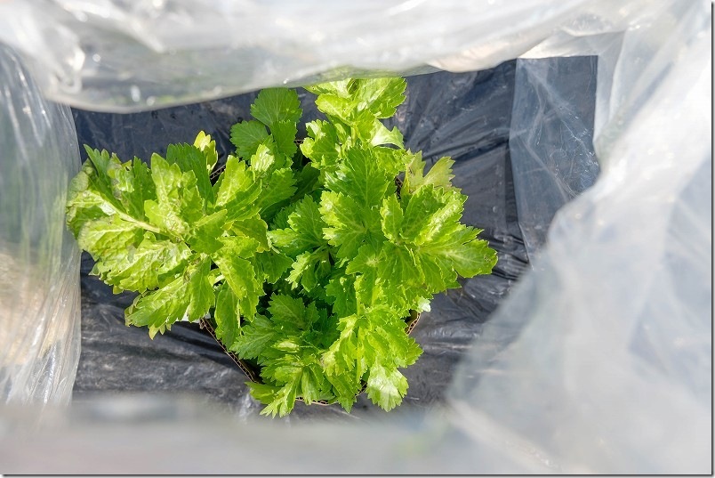 2/11 雪が積もる大寒波到来後の「セロリ」 100均簡易ビニールハウス栽培