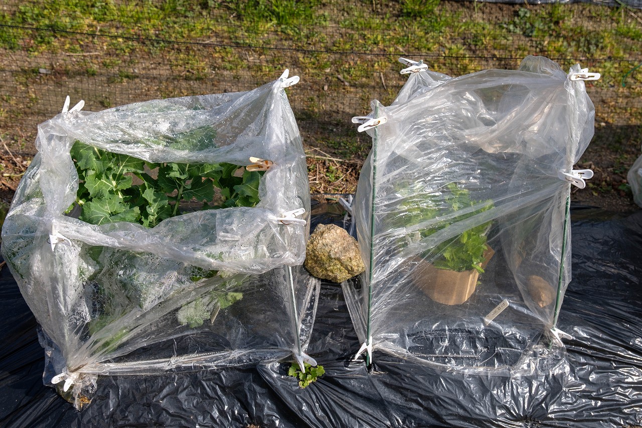 【家庭菜園】100均透明マルチで簡易ビニールハウス栽培｜セロリ＆のらぼう菜の冬越し・防寒対策と収穫記録