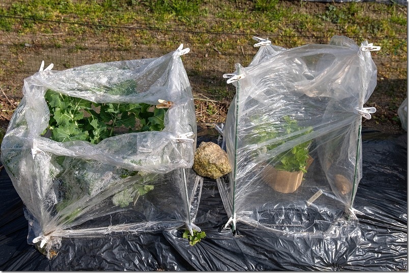 2/11 雪が積もる大寒波到来後のセロリとのらぼう菜