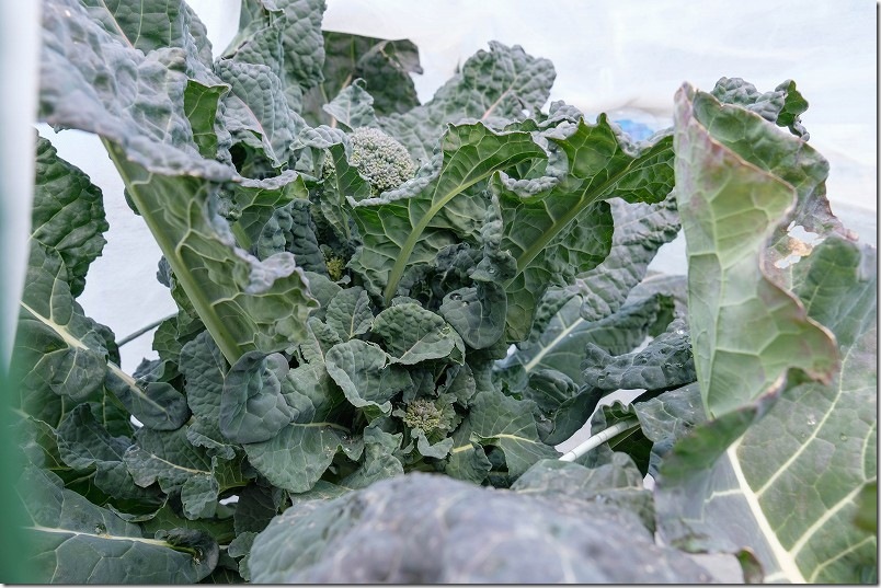 2/11 ふさなりブロッコリー（アレッタ）の頂花蕾を収穫