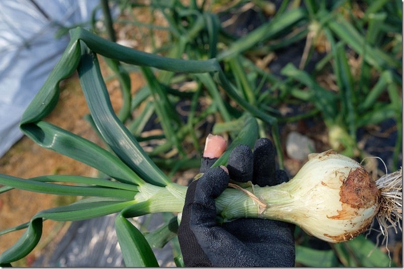 2/11収穫 ホーム玉ねぎ サクラエクスプレス だいぶ大きくなりました