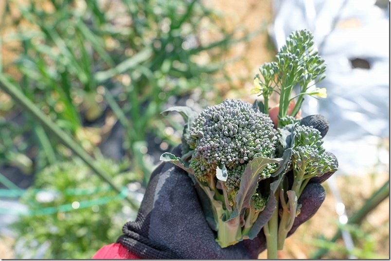 2/11 収穫したふさなりブロッコリー（アレッタ）の頂花蕾