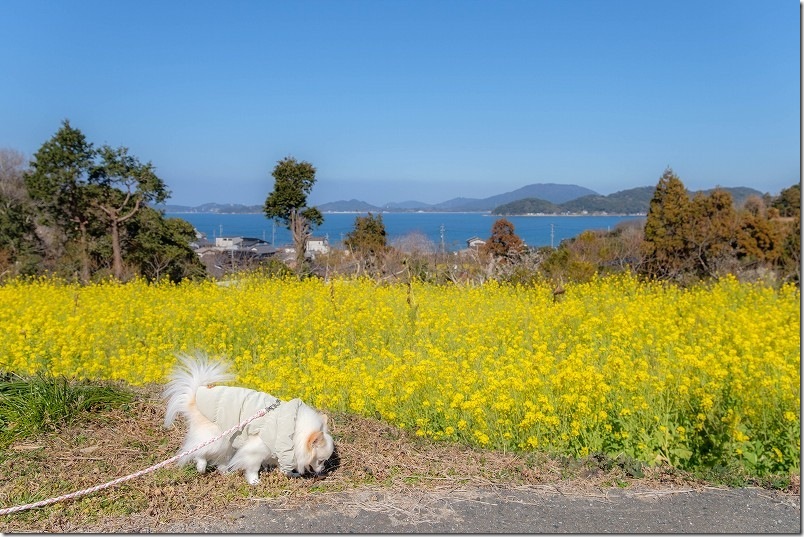 加茂ゆらりんこ橋の周辺｜菜の花と海の絶景を犬と散歩