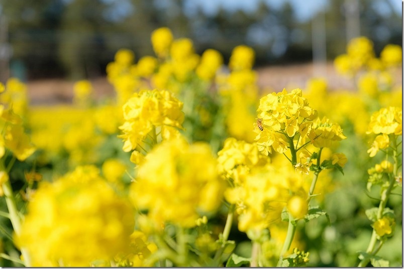 福ふくの里｜菜の花畑は見頃 2月