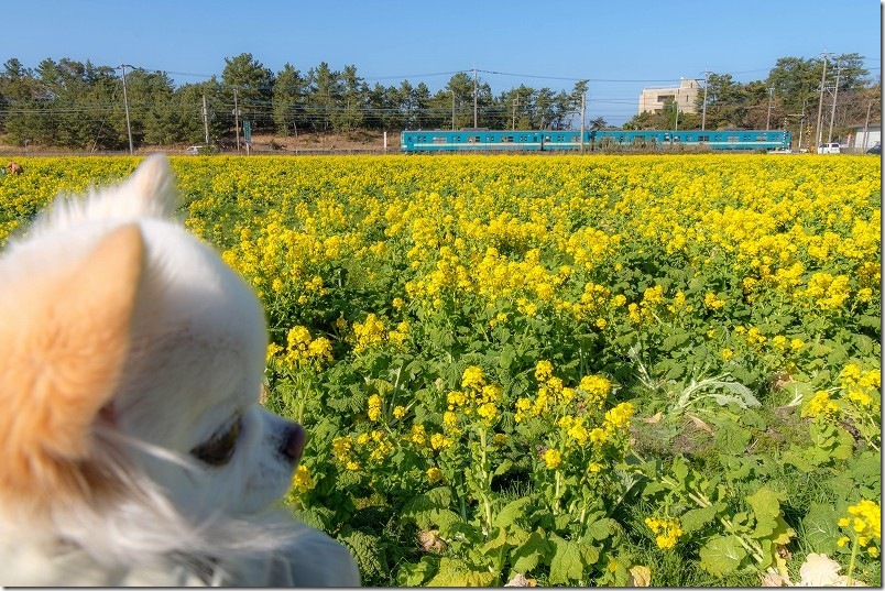 福ふくの里｜菜の花畑の中で犬と電車とフォトタイム