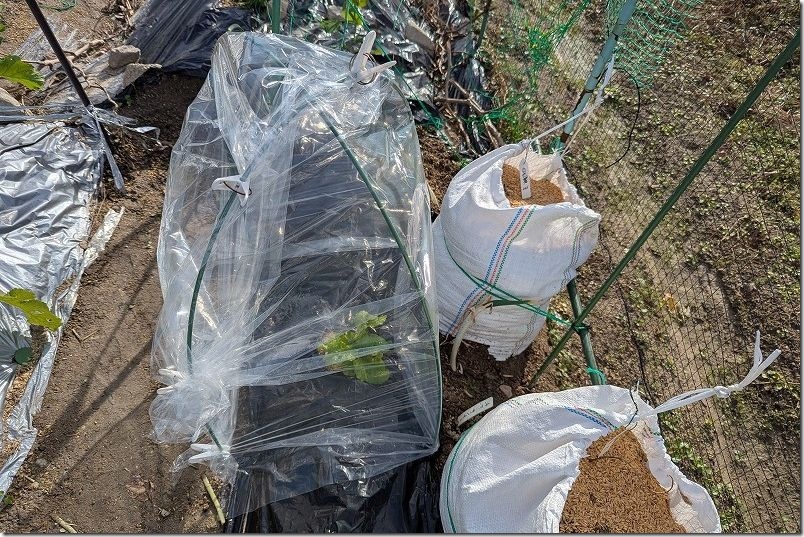 生育促進と防寒・防霜対策｜100均透明マルチで簡易ビニールハウス作成 かつお菜とチマサンチュを栽培