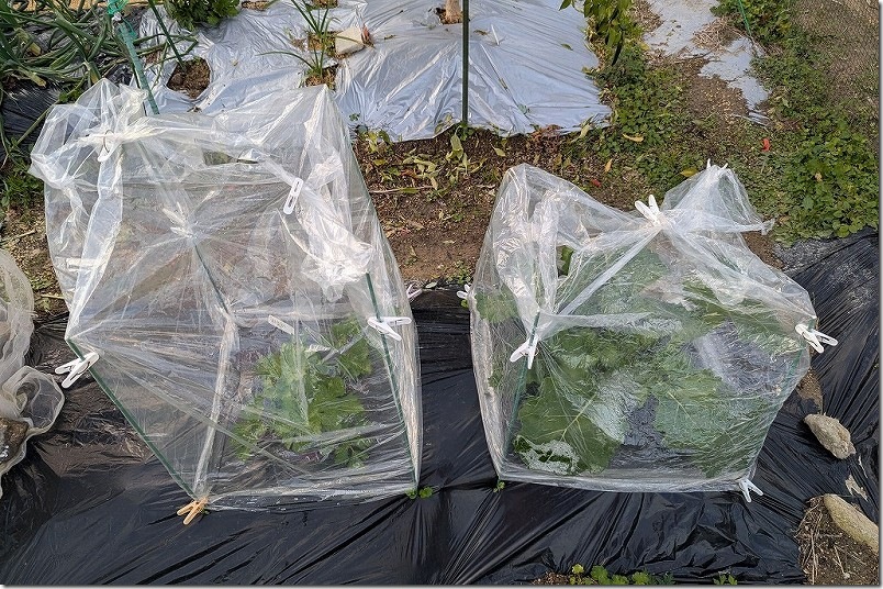 12/23 100均の透明マルチで簡易ビニールハウスへ仕様変更