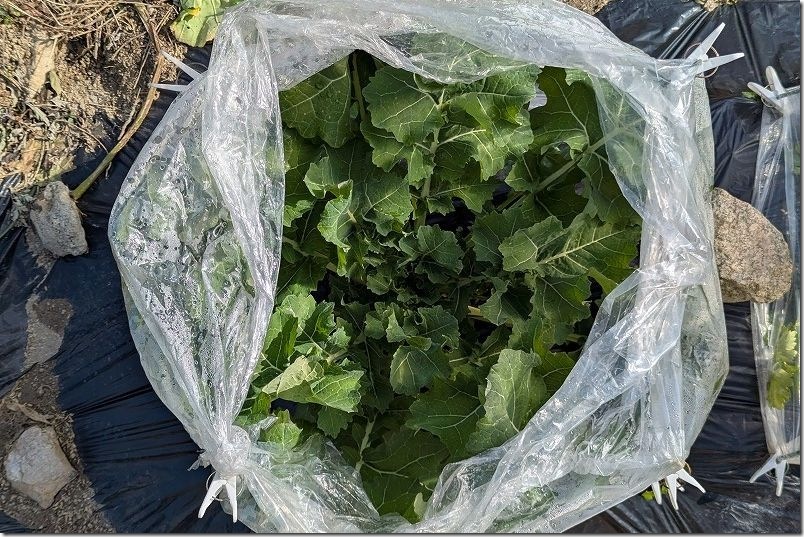 1/25 のらぼう菜の初収穫 100均簡易ビニールハウスで栽培