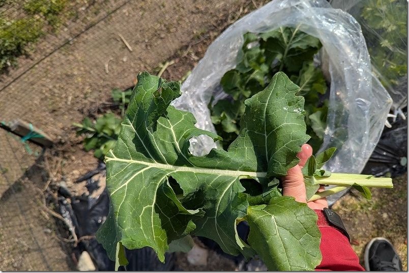 1/25 のらぼう菜の初収穫 100均簡易ビニールハウスで栽培