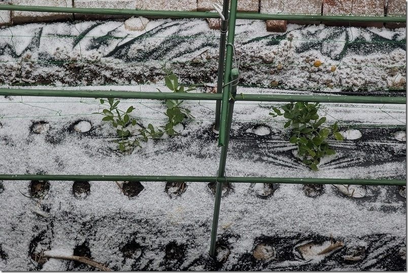家庭菜園 2月頭ですが、福岡にも大寒波が到来です。雪が薄っすら積もる日