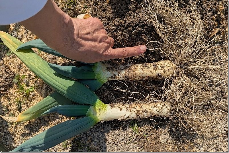 2/21 収穫した下仁田ネギ 白ネギ部分は長さ16.0cm、幅4.5cm