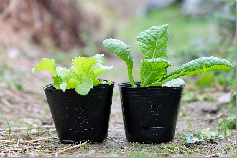 12/18 冬に植え付けた、かつお菜とチマサンチュの苗