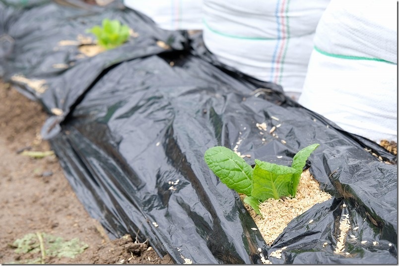 12/18 冬に植え付けた、かつお菜とチマサンチュの苗
