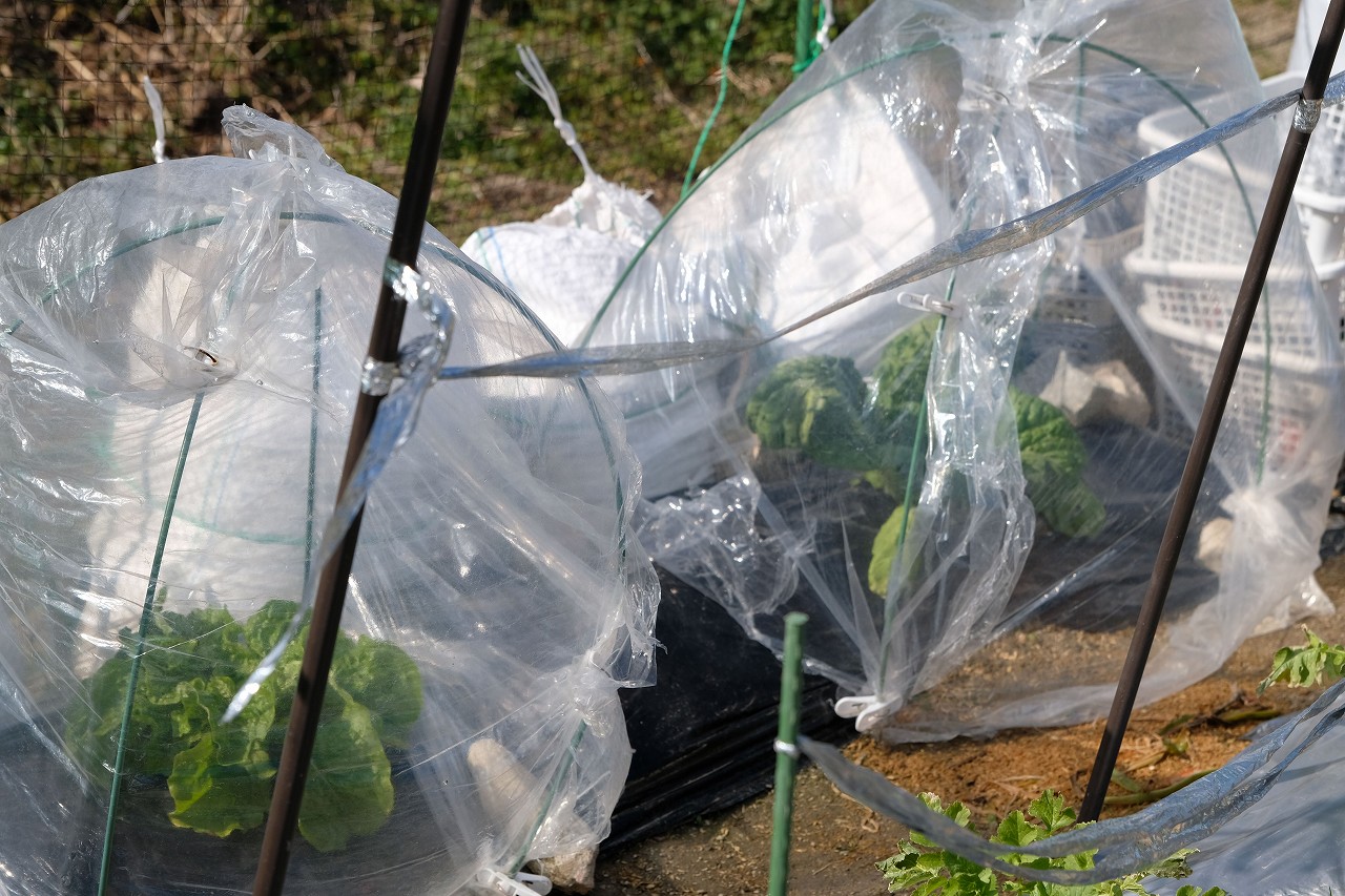 【家庭菜園】100均透明マルチで簡易ビニールハウス栽培｜かつお菜＆チマサンチュの冬越し・防寒対策と収穫記録