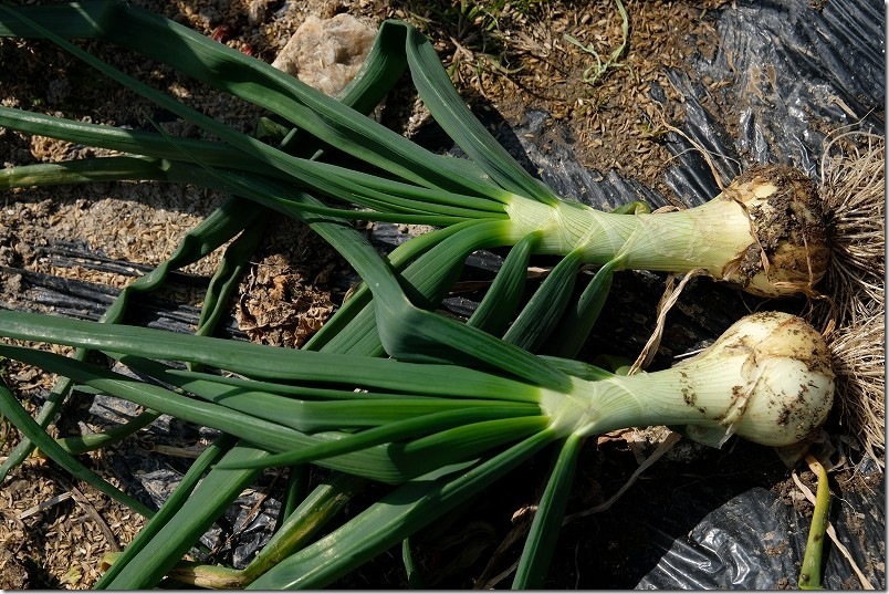 ホーム玉ねぎの2月収穫サイズ サクラエクスプレスは8cmに！【家庭菜園 2026年の栽培記録】