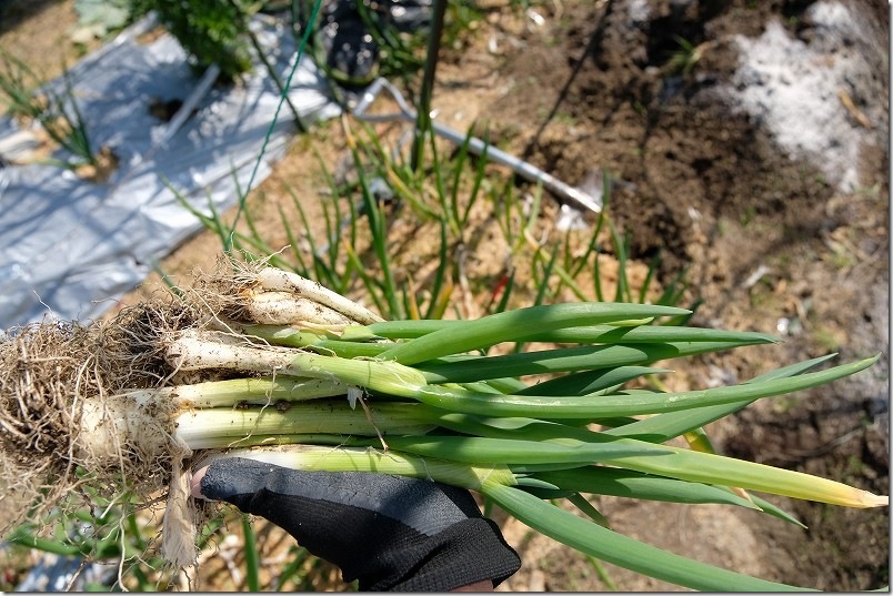 2/21 6回目 九条ネギを収穫（根から収穫）