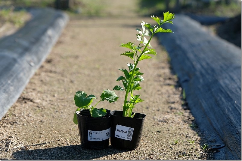 11/10 植え付けたセロリとのらぼう菜の苗
