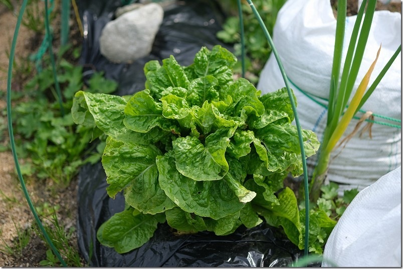 3月下旬 チマサンチュを株ごと収穫【大きなレタスサイズ】 3月下旬 チマサンチュを株ごと収穫【大きなレタスサイズ】