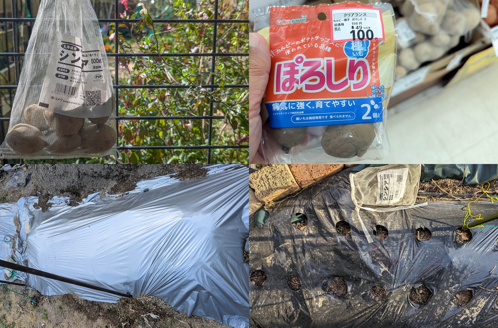 じゃがいも「シンシア」と「ぽろしり」の栽培記録｜特徴・植え付け・土作りのコツ