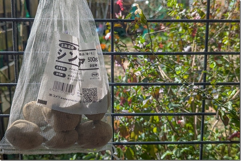 じゃがいも「シンシア」の種芋 500gで500円