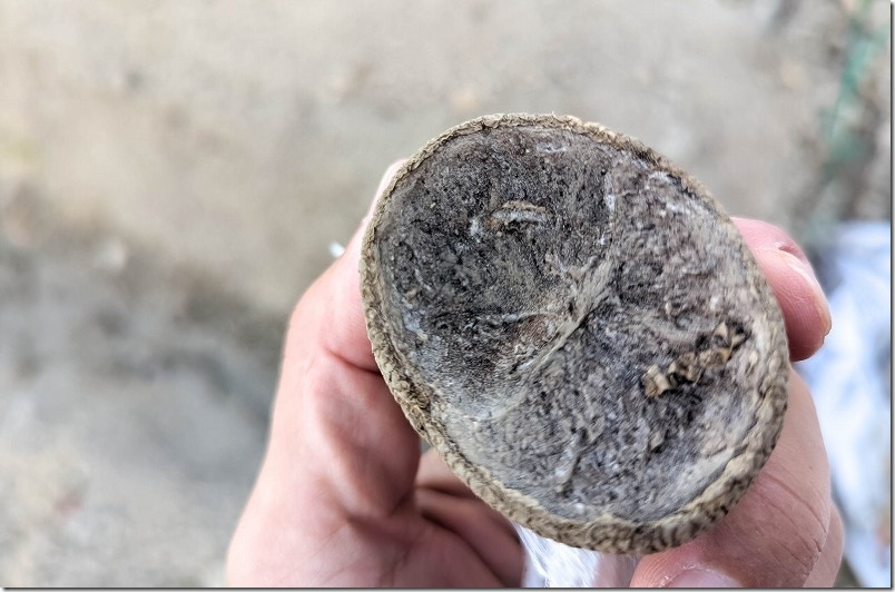 じゃがいもの大きい種芋は半分に切った後、3日間ほど切り口を日光に当て乾かした結果