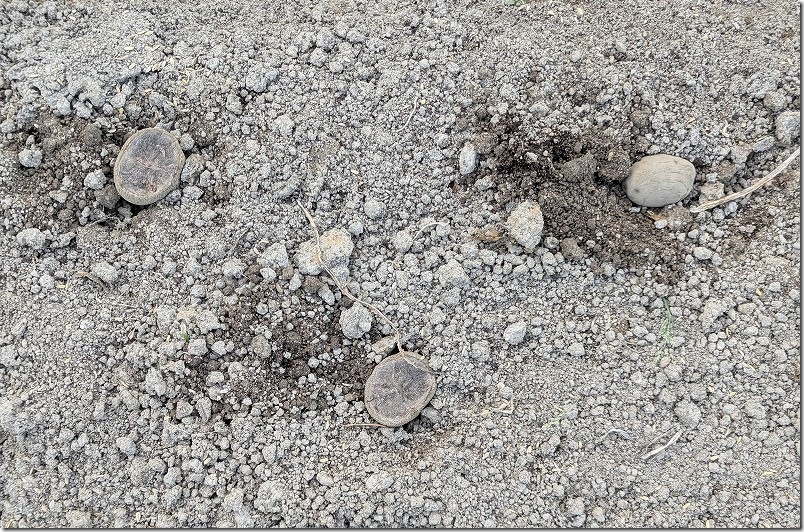 マルチシートを被せる感じで植え付けた「じゃがいもの種芋」 じゃがいも置くだけ