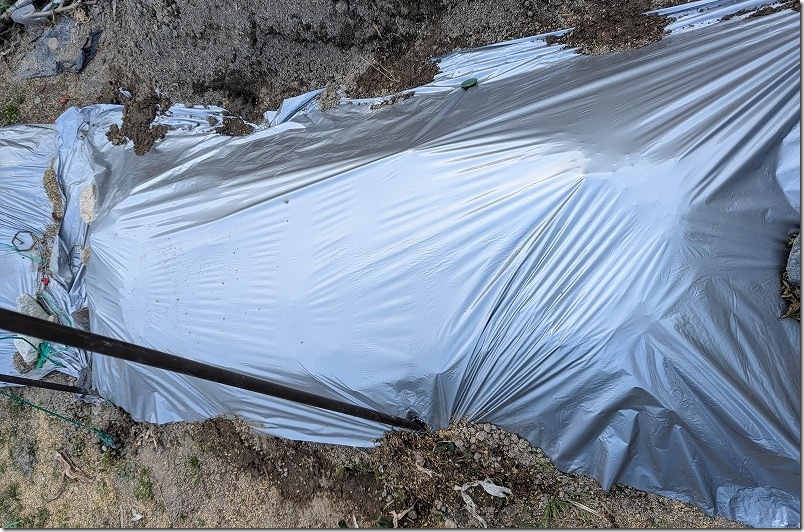 マルチシートを被せる感じで植え付けた「じゃがいもの種芋」 シルバーマルチ利用