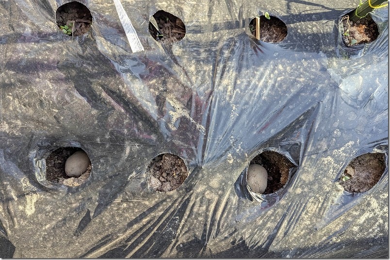 穴開きマルチシートを利用し土を被せて植え付けた「じゃがいもの種芋」 15cmから20cmくらいの穴を開け種芋を埋める