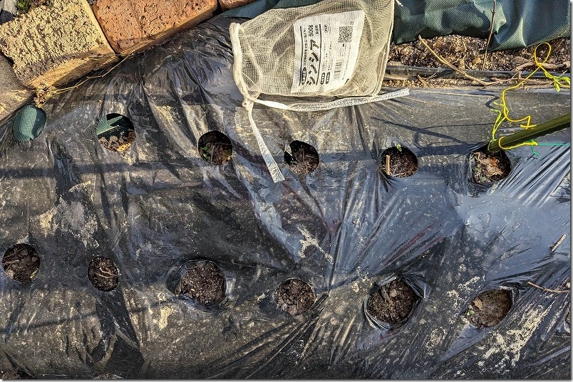 穴開きマルチシートを利用し土を被せて植え付けた「じゃがいもの種芋」 15cmから20cmくらいの穴を開け種芋を埋めた