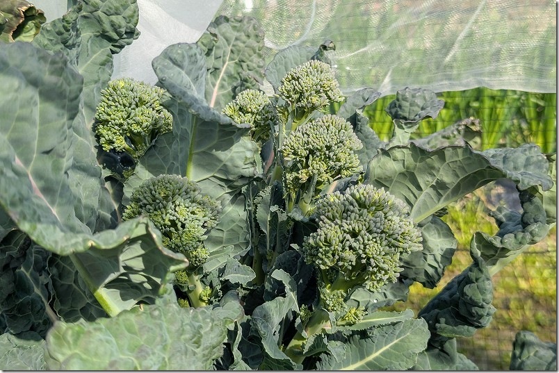 2/28 左：ふさなりブロッコリー（アレッタ）の脇芽を収穫