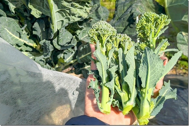 2/28 収穫したふさなりブロッコリー（アレッタ）の脇芽