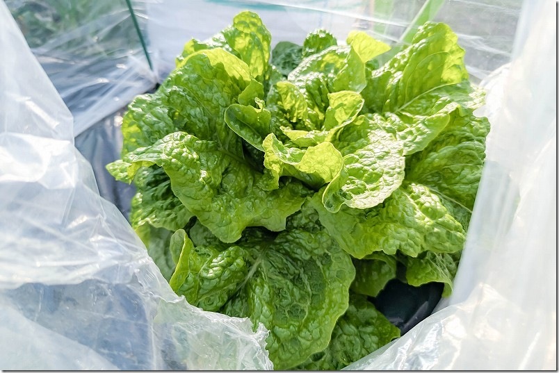 2月下旬 チマサンチュを初収穫 2月下旬 チマサンチュを初収穫