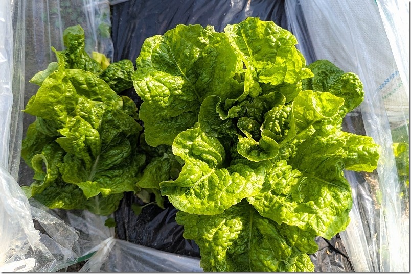 2月下旬 チマサンチュを初収穫 切り取った葉 2月下旬 チマサンチュを初収穫 切り取った葉