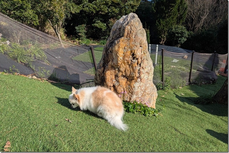 KawanTanyanの宿のドッグラン こむぎ（チワワ・犬）の1回目のドッグラン利用