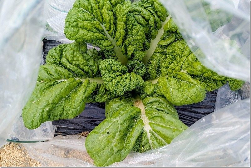 3月上旬 かつお菜を収穫継続 繰り返し収穫 3月上旬 かつお菜を収穫継続 繰り返し収穫