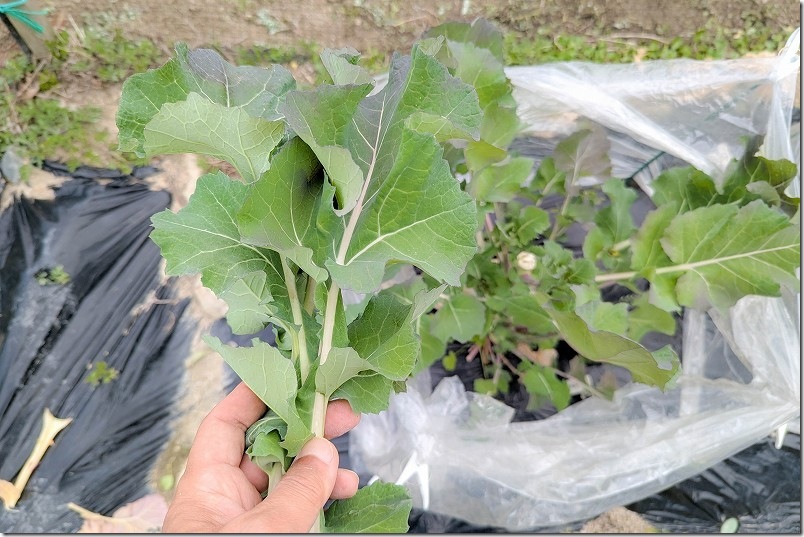 3月 のらぼう菜を収穫継続【繰り返し収穫】 3月 のらぼう菜を収穫継続【繰り返し収穫】