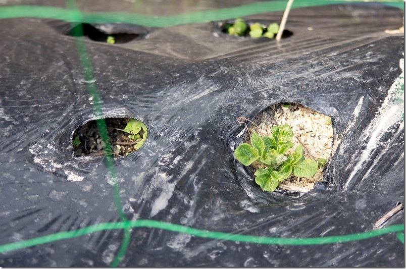 じゃがいもの発芽確認 「ぽろしり」発芽｜植え付け2週間後