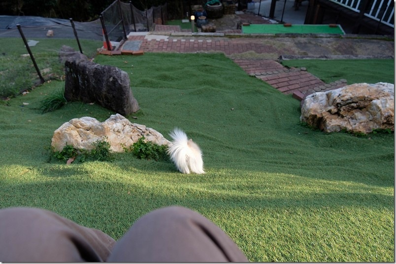 KawanTanyanの宿のドッグラン こむぎ（チワワ・犬）の2回目のドッグラン利用 飼い主は上から見守る