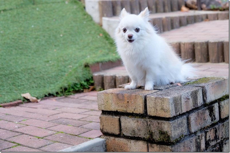 KawanTanyanの宿のドッグラン こむぎ（チワワ・犬）の2回目のドッグランも楽しかったみたい