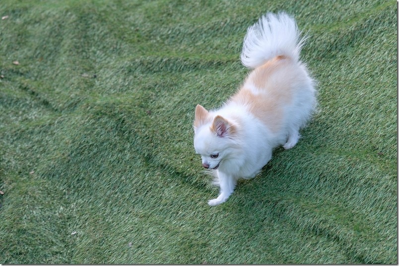 KawanTanyanの宿のドッグラン こむぎ（チワワ・犬）の2回目のドッグラン利用 傾斜地堪能