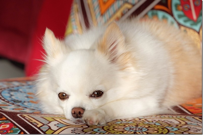 犬と泊まれる宿「KawanTanyanの宿」に犬・チワワと宿泊