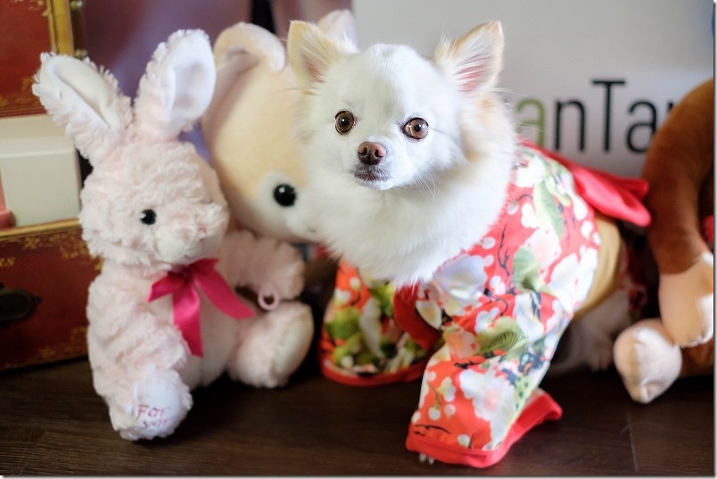 KawanTanyanの宿の撮影スタジオでこむぎ（犬・チワワ）を撮影 着物姿